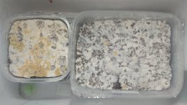 IMG_20201225_072150.jpg