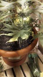 IMG_20201226_000623.jpg