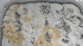 IMG_20201226_074903.jpg