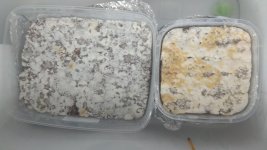IMG_20201227_112510.jpg