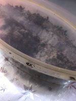 IMG_5218.jpeg