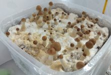IMG_20201231_075954.jpg
