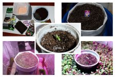 Начало_1 - Copy.jpg