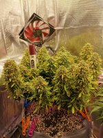 83 день харвест .jpg