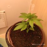 IMG_20210112_113042.jpg