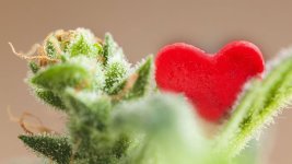 marijuanaheart.jpg