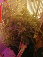 IMG_20201207_171103.jpg