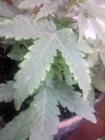 IMG_20210117_164116_138.jpg