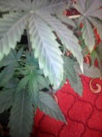 IMG_20210118_154858_283.jpg
