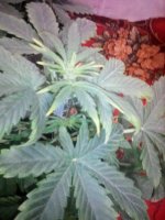 IMG_20210118_154849_775.jpg