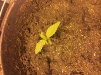 17 янв авто.JPG