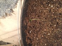 авто 1 12 января.JPG