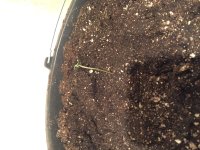 авто 2 12 января.JPG