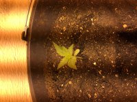 авто 2 17 января.JPG