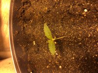 фото 17 января.JPG