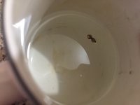 проращивание фото.JPG