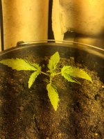 сияние 1 22.JPG