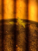 тутанхамон 22.JPG