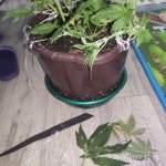 IMG_20210122_171538.jpg