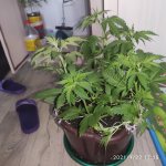 IMG_20210122_171543.jpg