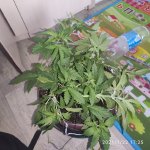 IMG_20210122_172503.jpg