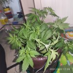 IMG_20210122_172514.jpg