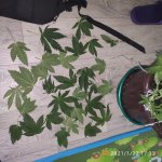 IMG_20210122_173207.jpg