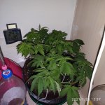 IMG_20210125_153744.jpg