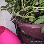 IMG_20210125_153815.jpg