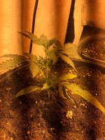 сияние 1 28.JPG