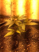 сияние 2 28.JPG