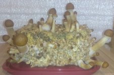 IMG_20210129_075522.jpg