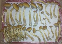 IMG_20210130_065021.jpg