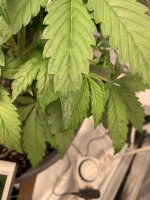 20C577F0-789D-4767-8EA3-42B6BE3C9105.jpeg