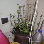IMG_20210203_152704.jpg