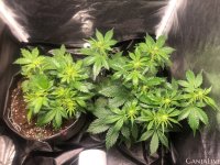 куст 1 мес.jpg