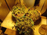 IMG_20210212_195430.jpg