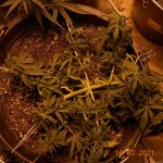 северный свет 2.JPG