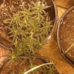 северный свет.JPG