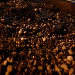 тутэнх младший.JPG