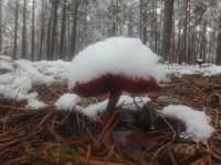 IMG_20201122_121044.jpg