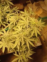IMG_20210220_211037.jpg