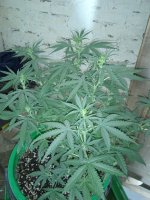 IMG_20210221_113338.jpg