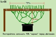 scrog diagrama.jpg