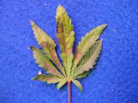 phosphorus-deficiency-bagseed-haze2.jpg