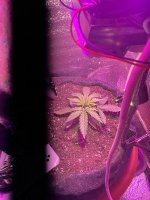 3801507E-9C12-40B7-9D0A-155AC5C98A7E.jpeg