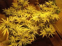 IMG_20210305_201126.jpg