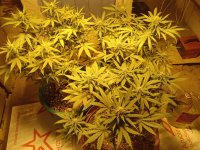 IMG_20210305_201004.jpg