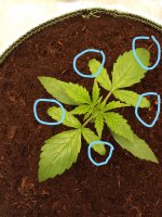 InkedБезымянный рисунок 777_LI.jpg