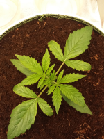 Безымянный рисунок999.png